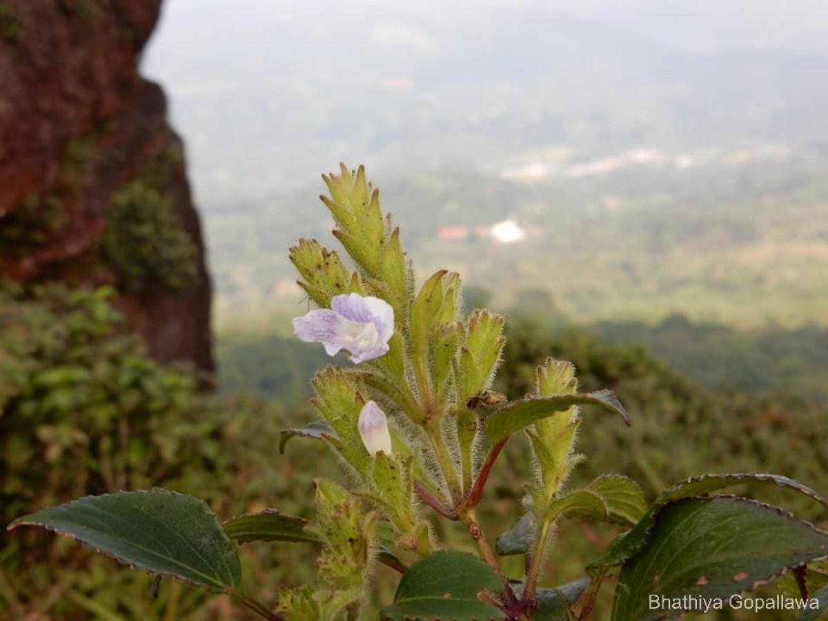 Strobilanthes rhamnifolia var. rhamnifolia (Nees) T. Anderson
